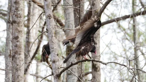  Vulture standing in tree drying its wings 動画素材 74273562