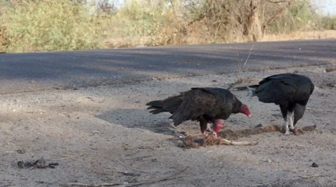 Vulture Steals Roadkill Carcass Stock Footage 39571860