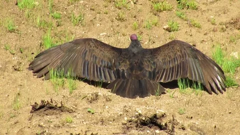 Vulture Sun bathing Video stock 151715331