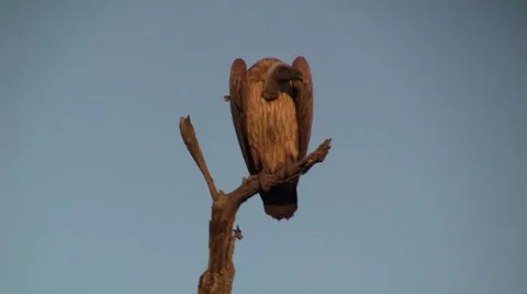 Vulture in the sun Stock Footage 8624589