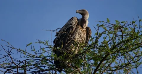 Vulture Sunning Stock Footage 60381749