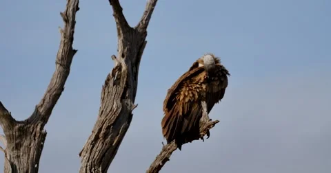 Vulture Sunning Stock Footage 60381827