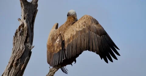 Vulture Sunning Stock Footage 60382674