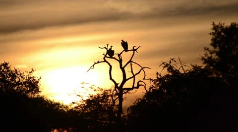 Vulture sunset 스톡 동영상 50368171