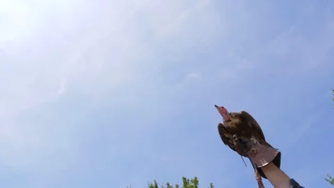 Vulture taking off from birds handler arm, blue sky in the background Stock Footage 113119700