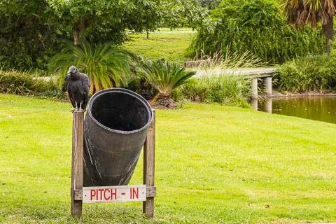 Vulture on trash can Stock Photos