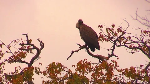 Vulture in a Tree Video stock 71265262
