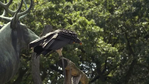 Vulture on tree Stock Footage 112523196