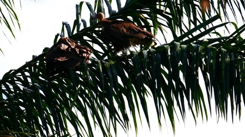 Vulture in the tree Video stock 125497986