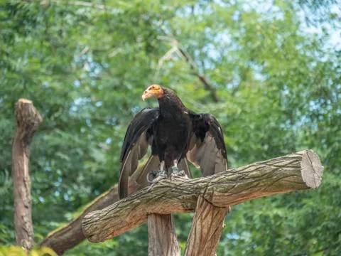Vulture on tree looking Left Stock Photos