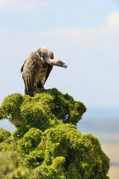 Vulture on tree 写真素材