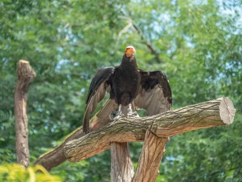 Vulture on tree Stock Photos
