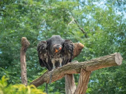 Vulture on tree Stock Photos
