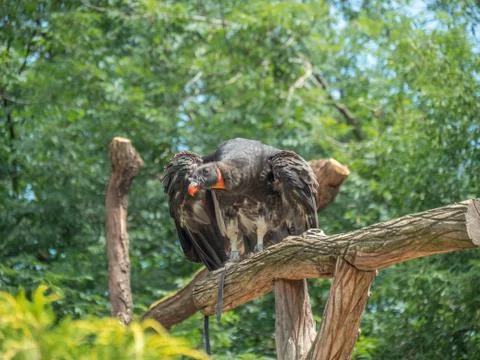 Vulture on tree Stock Photos
