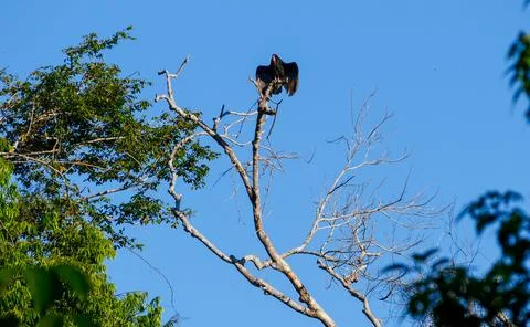Vulture in Tree Stock Photos