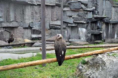 Vulture on a tree Stock Photos