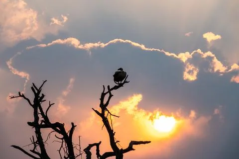 Vulture in a tree at sunset Stock-Fotos