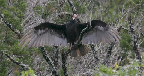 Vulture in a tree with wings spread Video stock 93679674