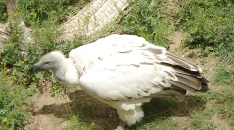 Vulture walking Stock Footage 25508474