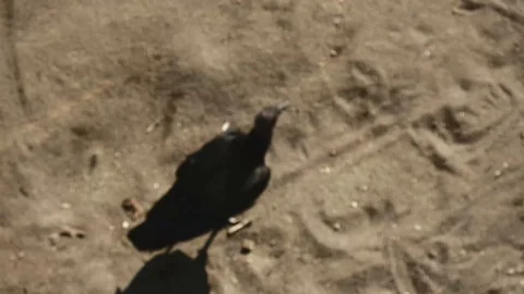 Vulture walking in the sand Stock Footage 126659176