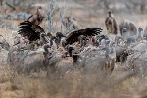 Vulture in the wilderness Fotos Stock