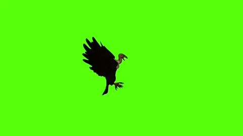 Vulture Wings Flapping Green Screen Animation 4K Rendering Video stock 295556972