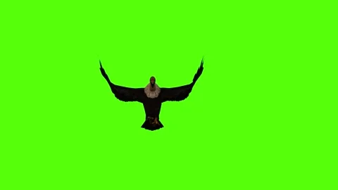 Vulture Wings Flapping Green Screen Animation 4K Rendering Stock Footage 295556983