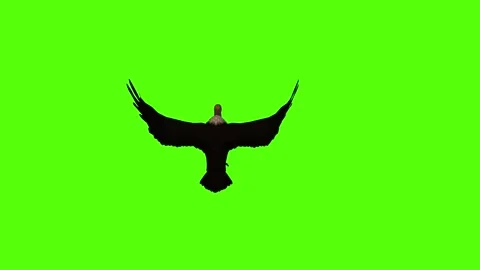Vulture Wings Flapping Green Screen Animation 4K Rendering Stock Footage 295556984