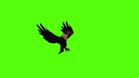 Vulture Wings Flapping Green Screen Animation 4K Rendering Stock Footage 295556987