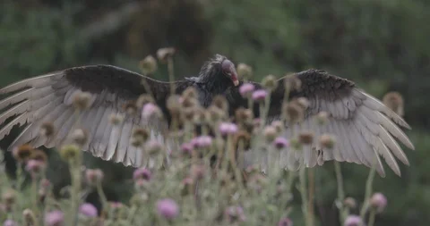 Vulture with wings spread Stock Footage 93660763