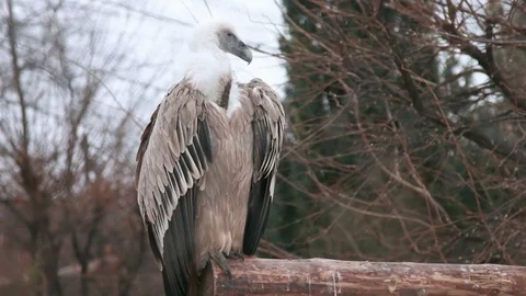 Vulture in the Zoo Stock Footage 72101277