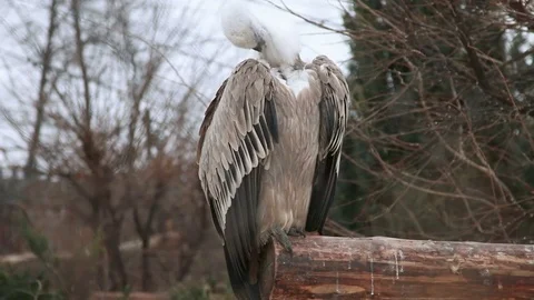 Vulture in the Zoo Stock Footage 72101537