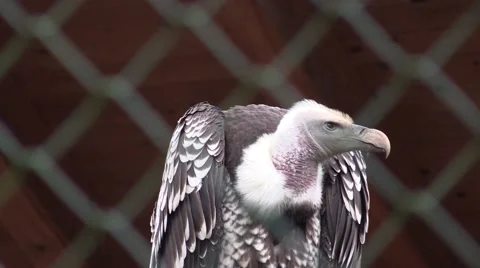 Vulture in a zoo in Germany Vídeo Stock 47835702