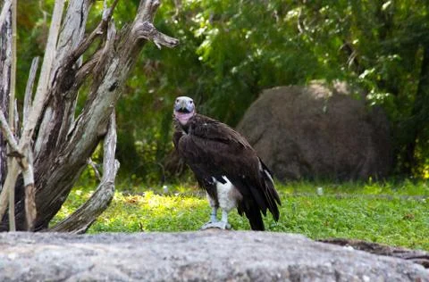 A vulture at the zoo Stock Photos