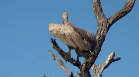 Vulture1 Stock Footage 11072036