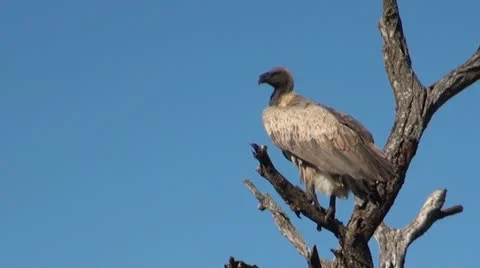 Vulture2 Stock Footage 11072210