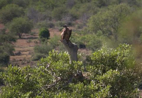 Vulture2 Stock Photos