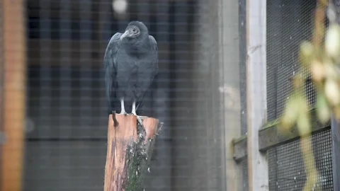 VultureHD01 Stock Footage 168308935