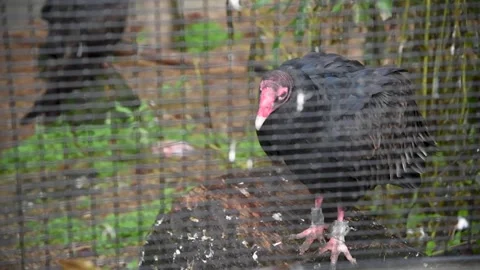 VultureHD02 Stock Footage 168308937