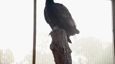 VultureHD03 Stock Footage 168308936