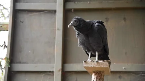 VultureHD04 Stock Footage 168308939