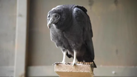 VultureHD05 Stock Footage 168308940