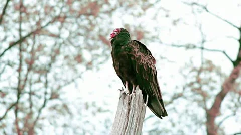 VultureOnTree Stock Footage 11639537
