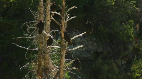 Vultures 01 Stock Footage 848746