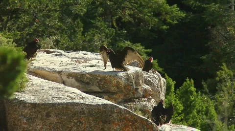 Vultures 02 Stock Footage 848763