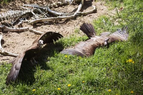 Vultures and corpse Stock Photos