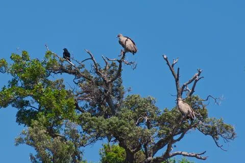 Vultures and crow perched on tree branches against clear blue sky. The Eura.. Stock Photos