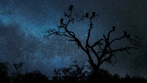 Vultures and Crows perching on Dry Tree, Time Lapse by Night with Stars Stock Footage 134895655