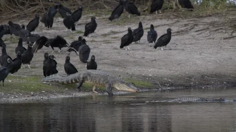 Vultures and gators Stock Footage 102538709