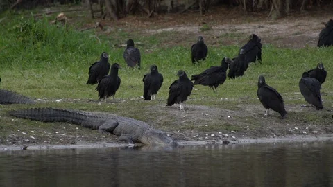 Vultures and gators Stock Footage 102540638